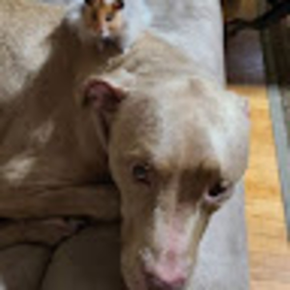 Meet your Posher, Laura - Picture 1 of 1